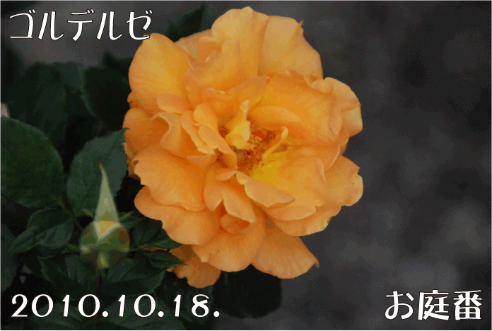 f:id:rotling:20101019003007g:image