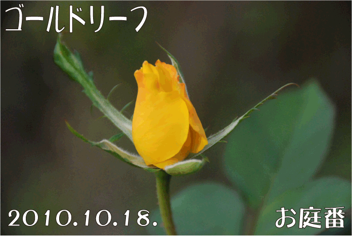 f:id:rotling:20101019003012g:image