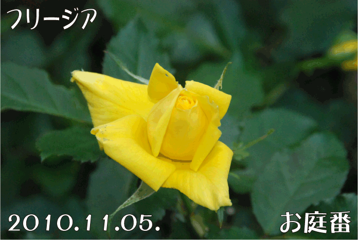 f:id:rotling:20101106010729g:image