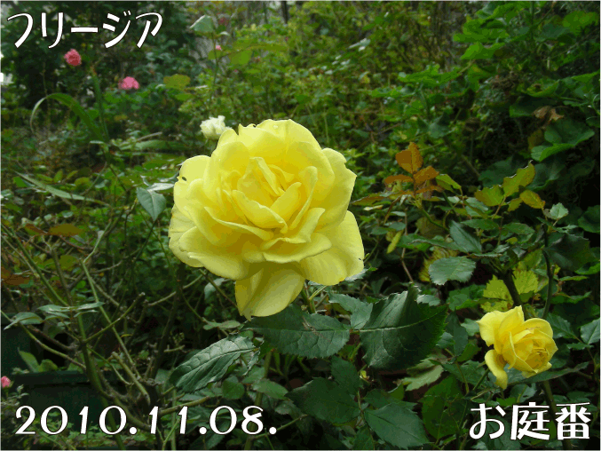 f:id:rotling:20101108170424g:image