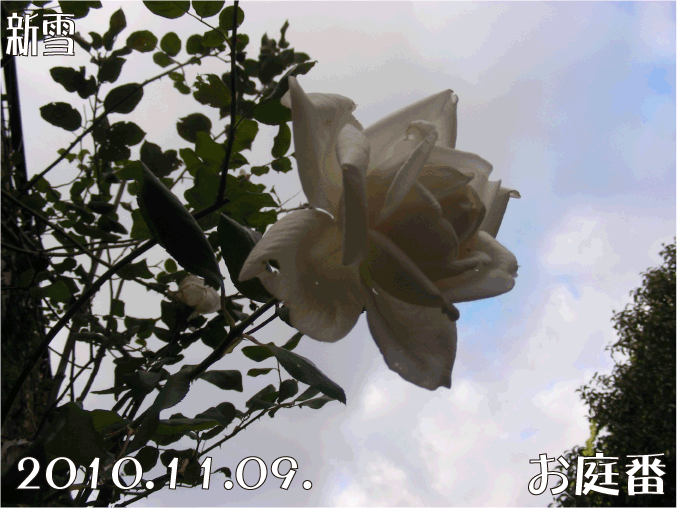 f:id:rotling:20101109183552g:image