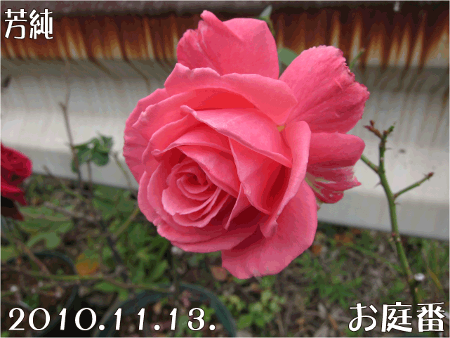 f:id:rotling:20101113123122g:image