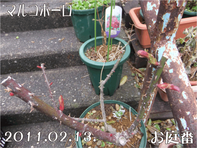 f:id:rotling:20110213132003g:image