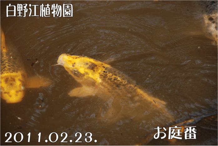 f:id:rotling:20110223194256g:image f:id:rotling:20110223194256g:image