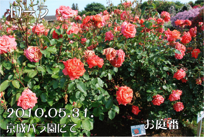 f:id:rotling:20110305225345g:image