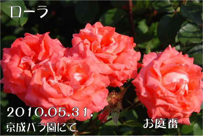 f:id:rotling:20110305225347g:image