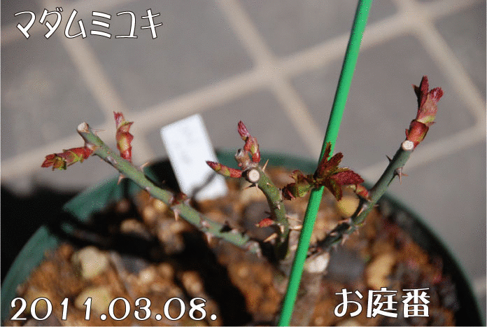 f:id:rotling:20110308114116g:image