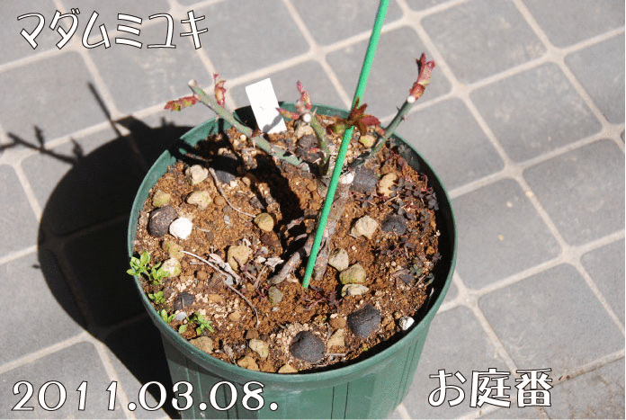 f:id:rotling:20110308114117g:image