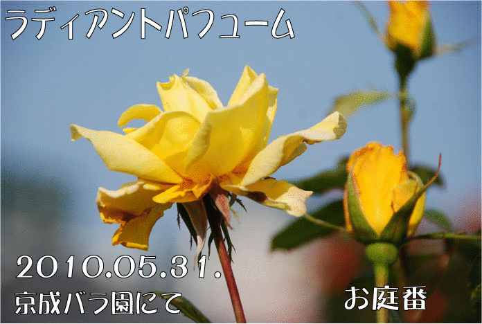 ラディアントパフューム