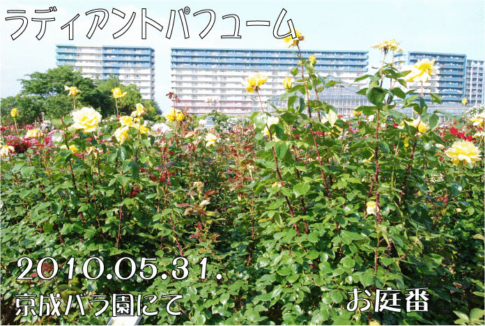 ラディアントパフューム