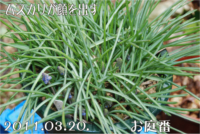 ムスカリ