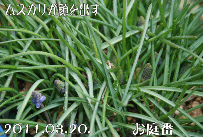 f:id:rotling:20110320152347g:image