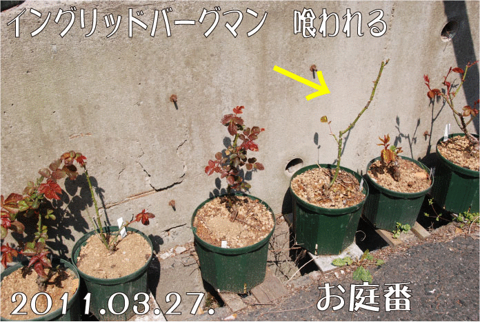 f:id:rotling:20110327125500g:image