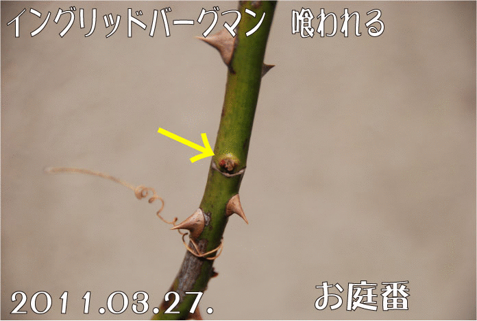f:id:rotling:20110327125501g:image