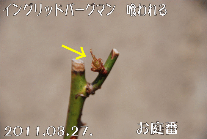 f:id:rotling:20110327125502g:image