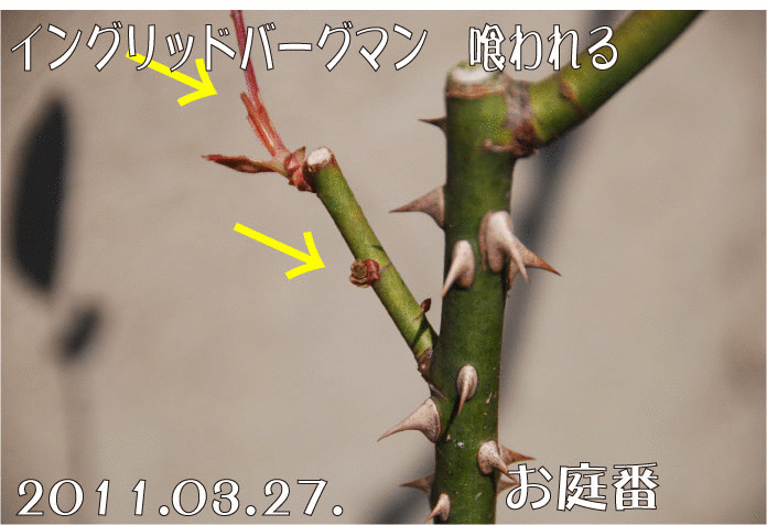 f:id:rotling:20110327125503g:image