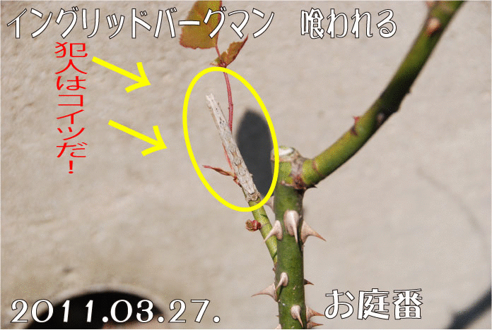 f:id:rotling:20110327125504g:image