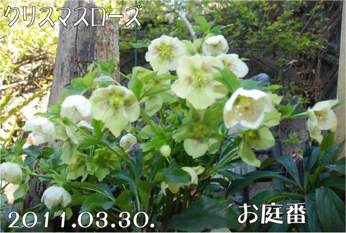 f:id:rotling:20110330152955g:image