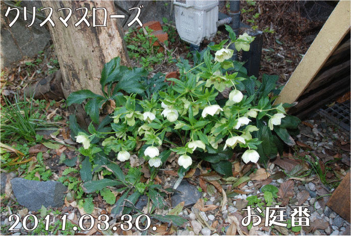 f:id:rotling:20110330152956g:image