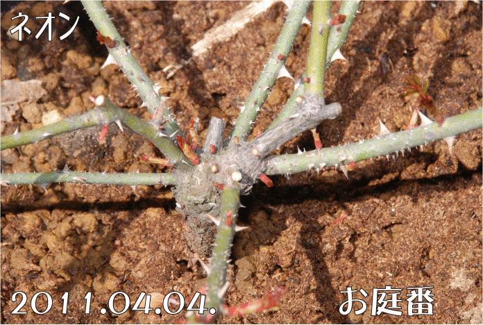 沢山の芽を吹くネオン 剪定が遅くなったと思っていたけど丁度よかったのかも 11 04 04 お庭番 走る 沢山の芽を吹くネオン 剪定が遅くなったと思っていたけど丁度よかったのかも 11 04 04 お庭番 走る