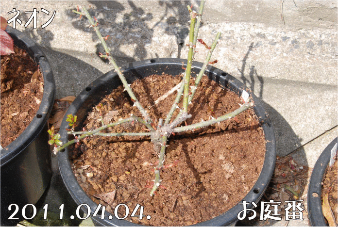沢山の芽を吹くネオン 剪定が遅くなったと思っていたけど丁度よかったのかも 11 04 04 お庭番 走る 沢山の芽を吹くネオン 剪定が遅くなったと思っていたけど丁度よかったのかも 11 04 04 お庭番 走る