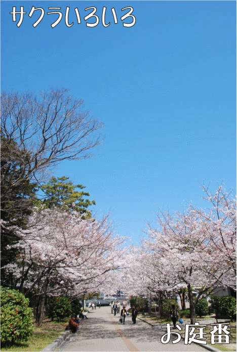 サクラ　並木