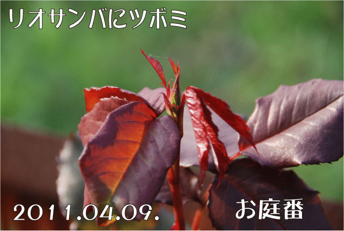 f:id:rotling:20110410095717g:image