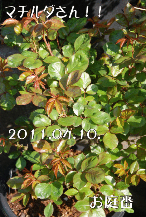 f:id:rotling:20110410100521g:image