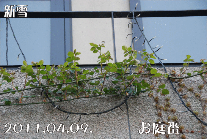 f:id:rotling:20110410183434g:image