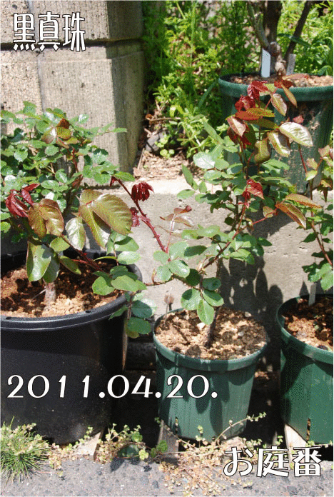 f:id:rotling:20110420172017g:image