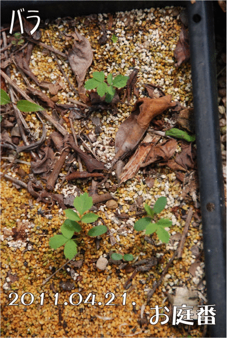 f:id:rotling:20110421100305g:image