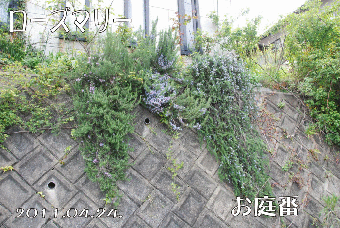 f:id:rotling:20110424120345g:image
