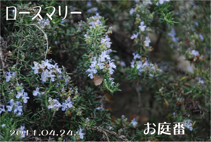 f:id:rotling:20110424224345g:image