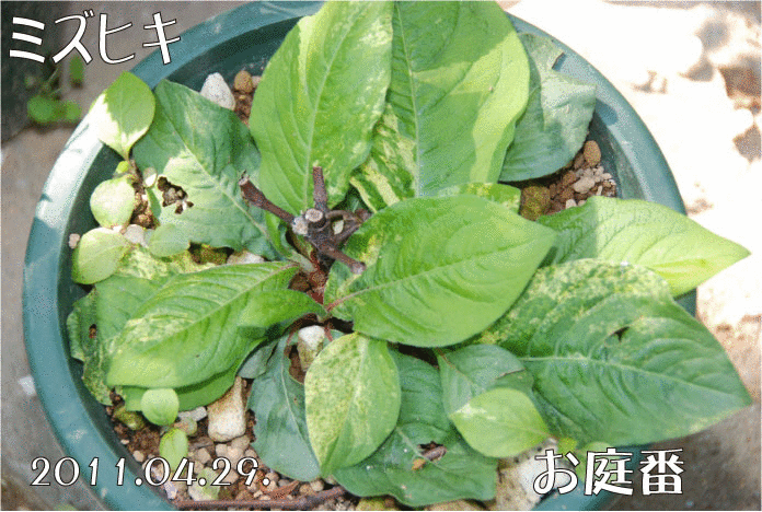 f:id:rotling:20110429180644g:image