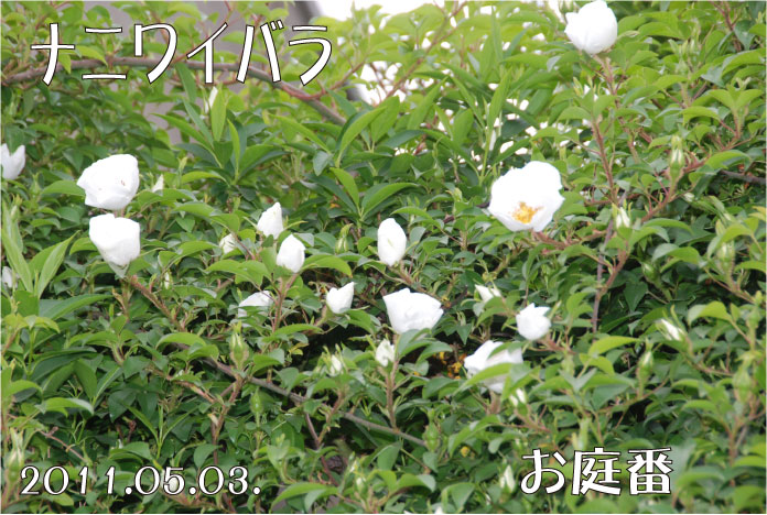 f:id:rotling:20110503095401j:image
