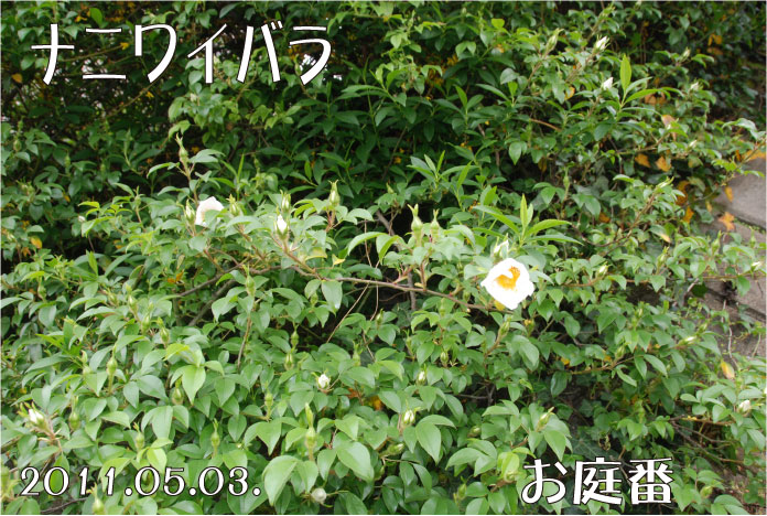 f:id:rotling:20110503095404j:image