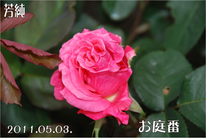 f:id:rotling:20110503105716j:image