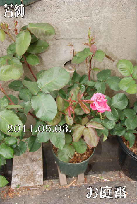 f:id:rotling:20110503105717j:image