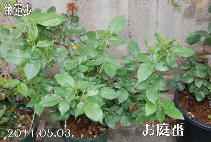 f:id:rotling:20110503105722j:image