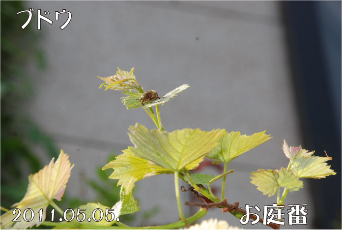 f:id:rotling:20110505101532j:image