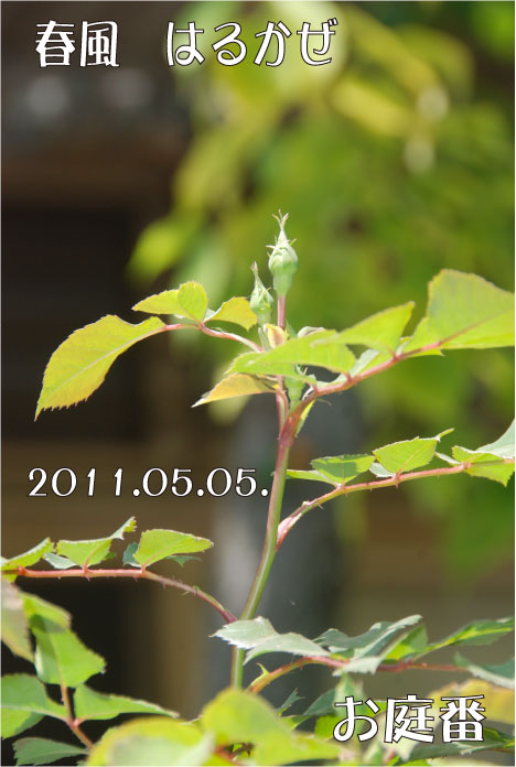 f:id:rotling:20110505132056j:image