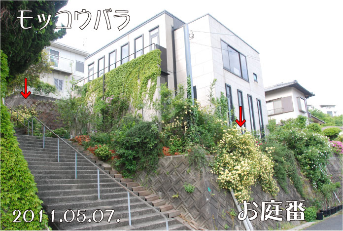 モッコウバラ