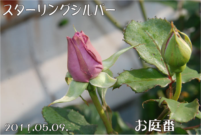 f:id:rotling:20110509075708j:image