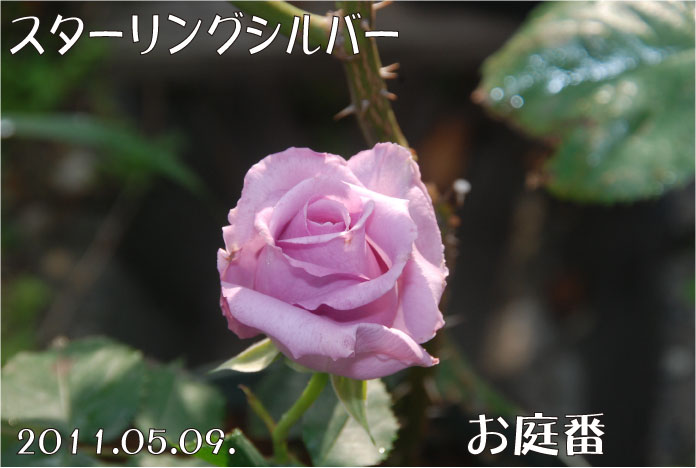 f:id:rotling:20110509075709j:image