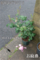 ホウジュン