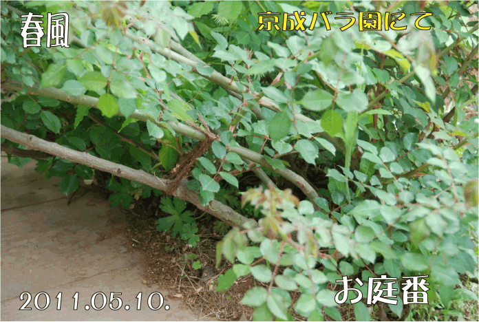 f:id:rotling:20110514120943g:image