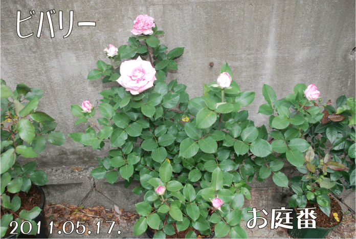 20110517101729