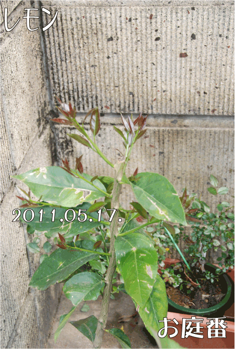 f:id:rotling:20110517101813g:image