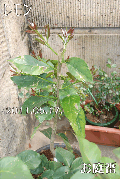 f:id:rotling:20110517101814g:image