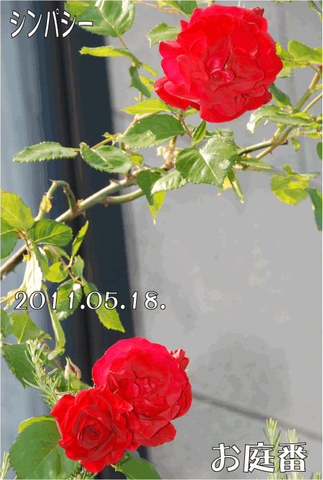 f:id:rotling:20110518230209g:image